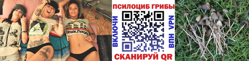 Купить где Хасавюрт Галлюциногенные грибы прущие грибы